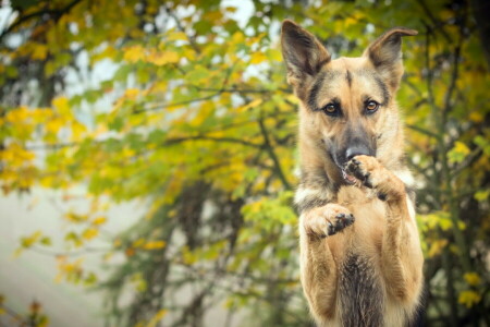 hond, elk, kijken