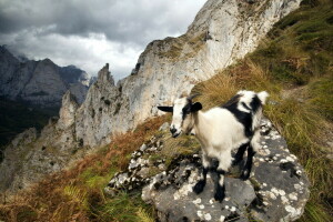 goat, mountains, nature