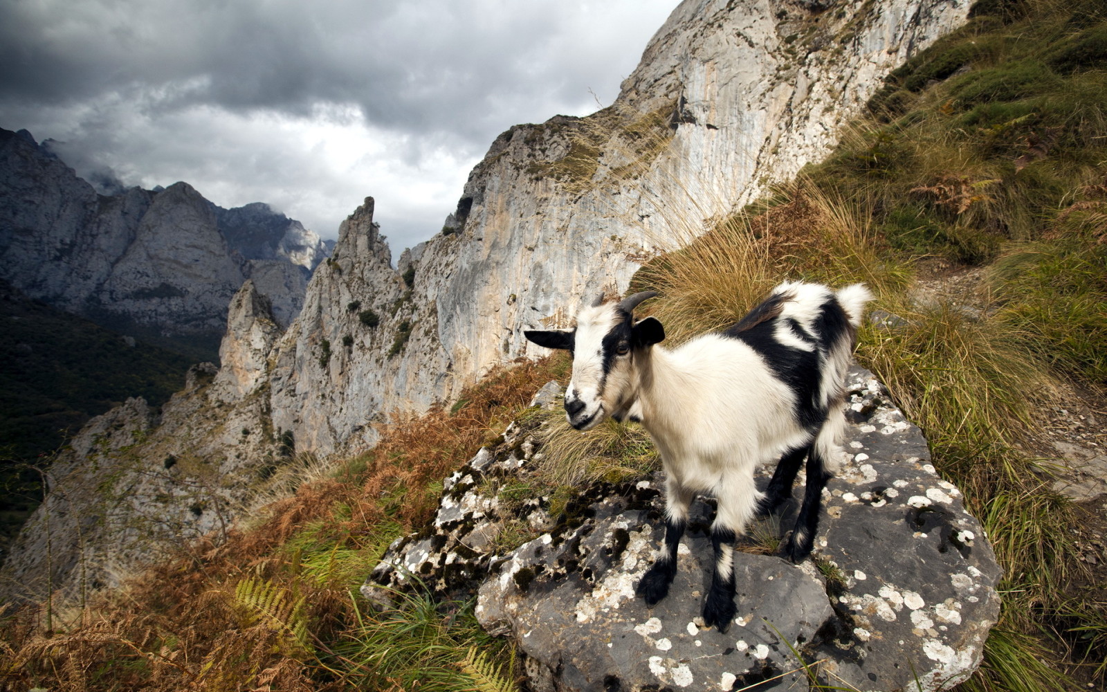 natura, montagne, capra