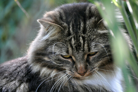 antecedentes, gato, Bigote, lana