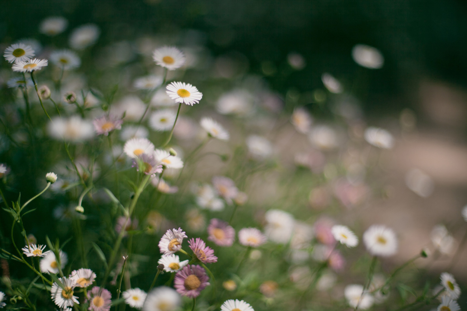 gras, bloemen, kamille