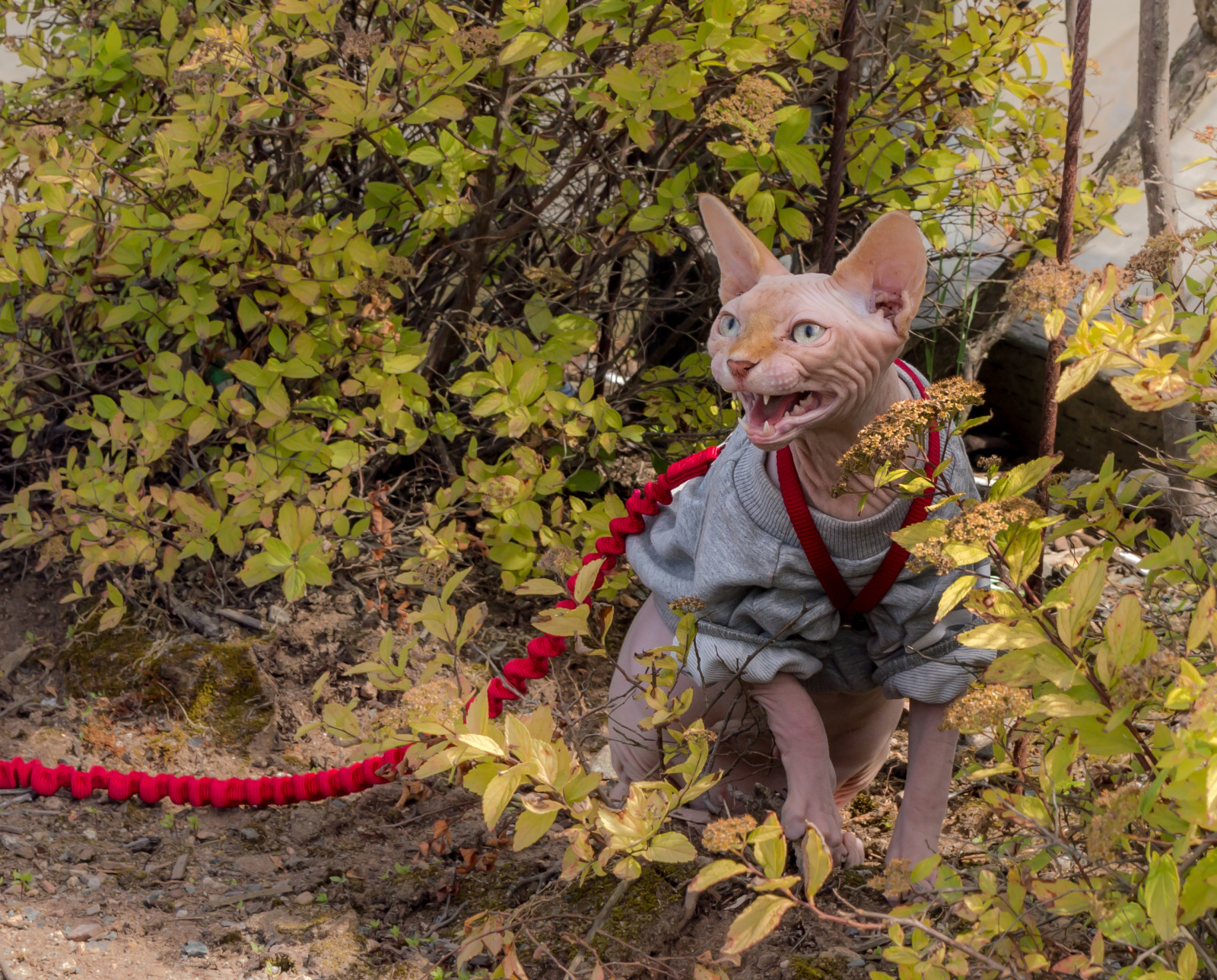 cat, the bushes, aggressive, leash, Sphinx