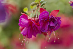 Contexte, bourgeons, fleurs, fuchsia, rose