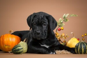 black, Cane Corso, pumpkin, puppy, Serious