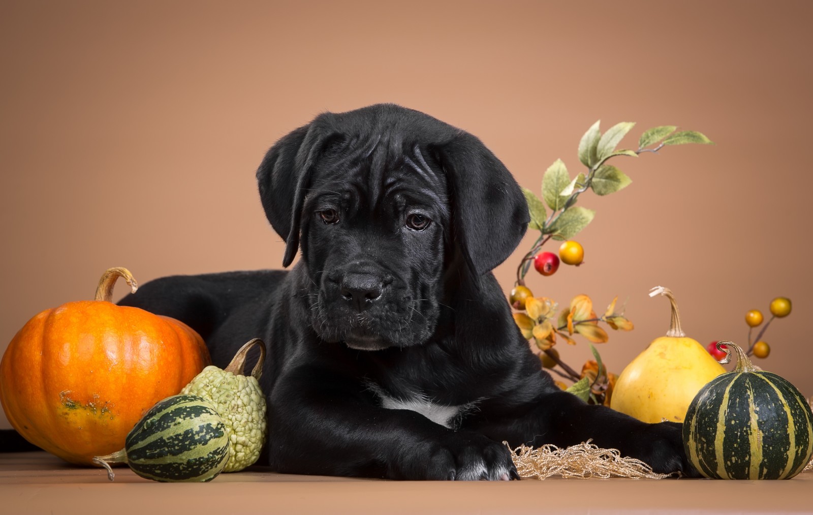 Hündchen, schwarz, Kürbis, Ernst, Cane Corso