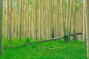 tremble, forêt, herbe, des arbres