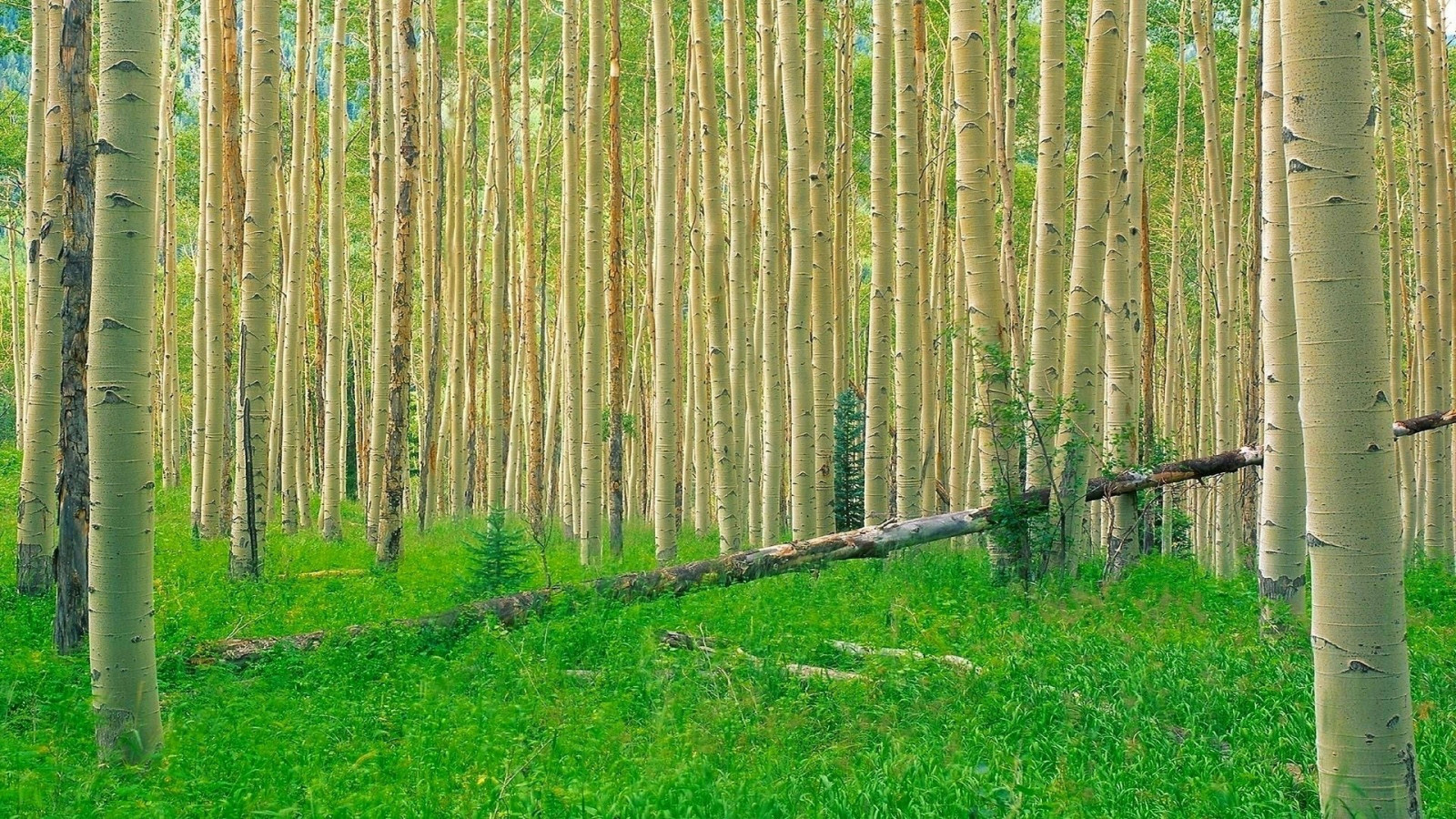 bosque, césped, arboles, álamo temblón