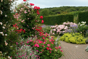 Anglia, kwiaty, Ogród, Rosemoor Rose Garden, krzaki, tor