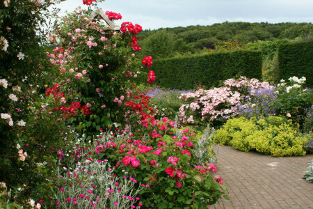 Inglaterra, flores, Jardim, Rosemoor Rose Garden, Os arbustos, rastrear