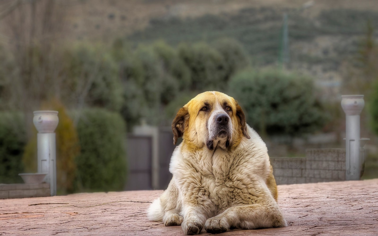 Veja, fundo, cachorro, cada