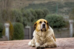 background, dog, each, look