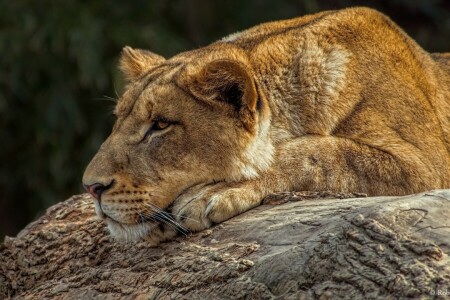 face, mentiras, leoa, predador, perfil, fique, gato selvagem