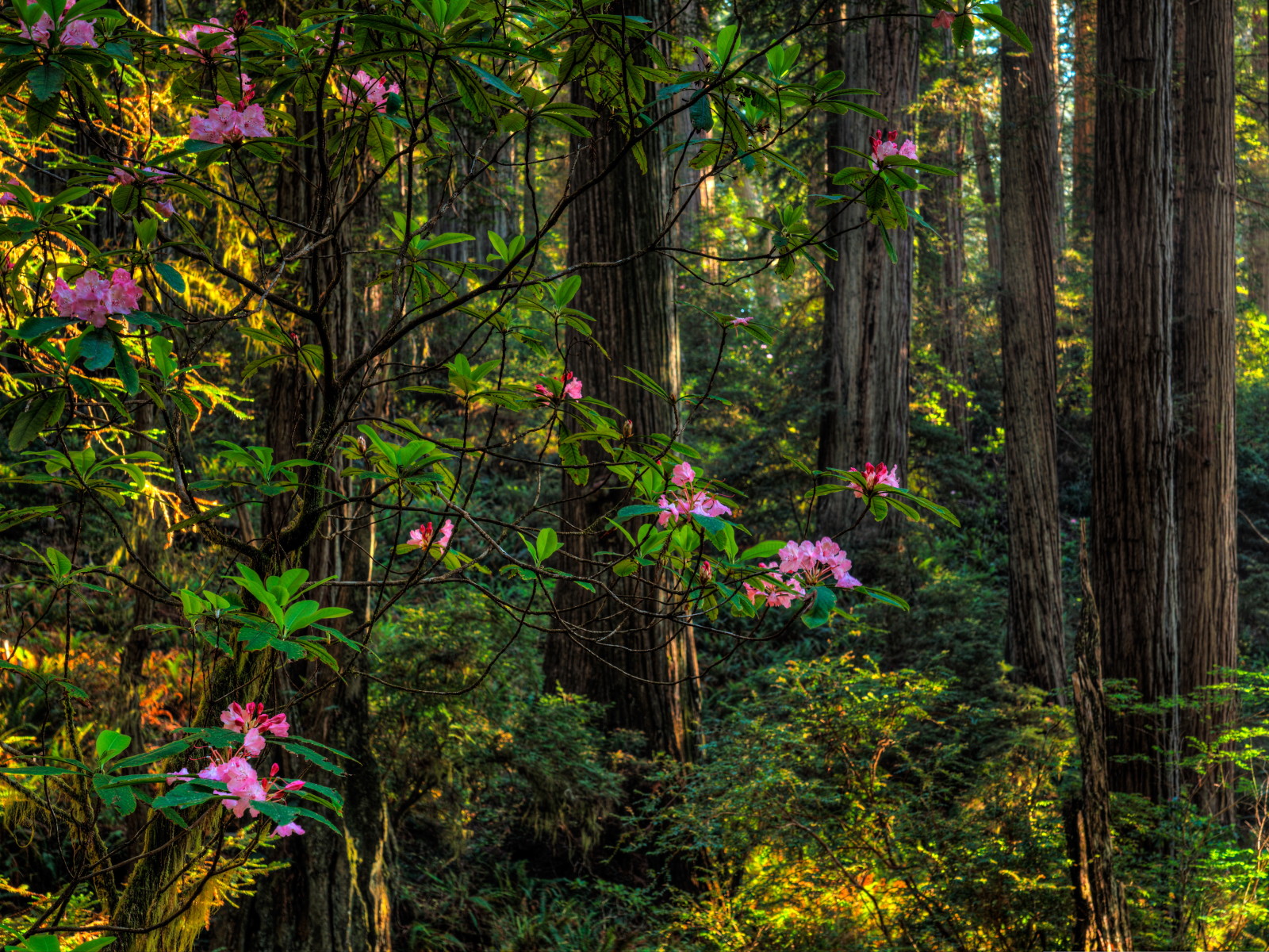 pădure, vară, copaci, verdeaţă, flori, tufele, Rhododendron