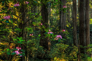 fleurs, forêt, légumes verts, rhododendron, été, les buissons, des arbres