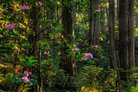 flores, bosque, verduras, rododendro, verano, los arbustos, arboles