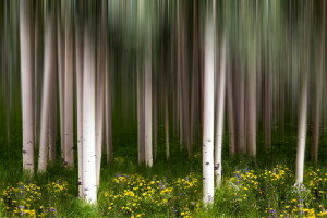 birch, flowers, nature