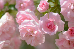 buds, petals, roses