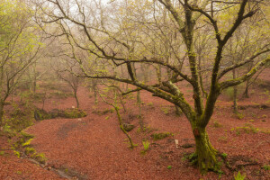 brouillard, forêt, printemps