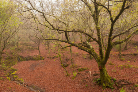 fog, forest, spring