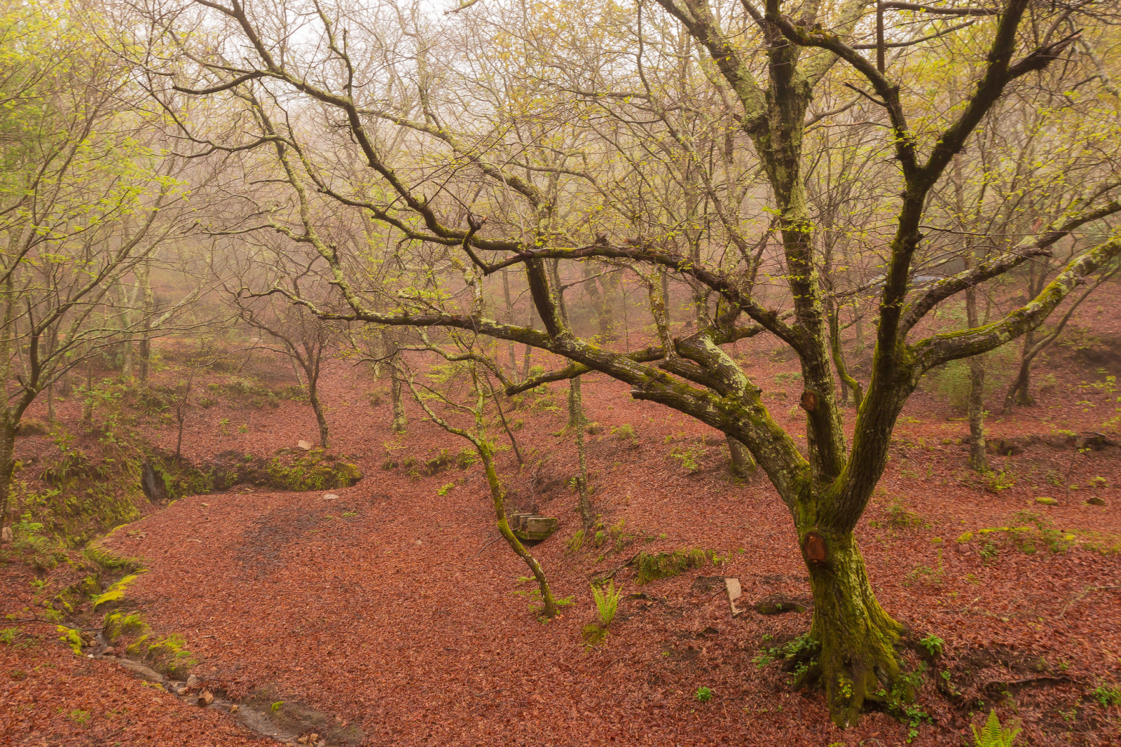 forêt, printemps, brouillard