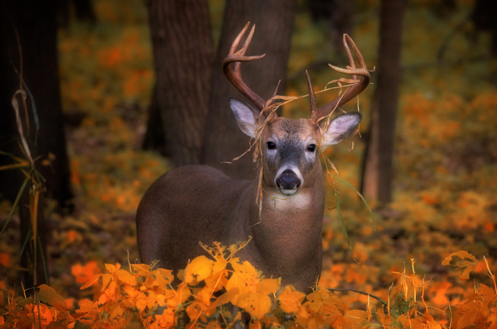 autumn, look, deer