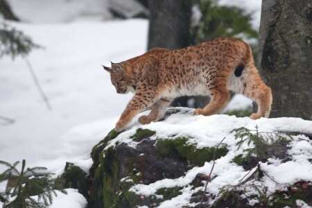 gatto, foresta, lince, neve, pietra, alberi, natura, inverno