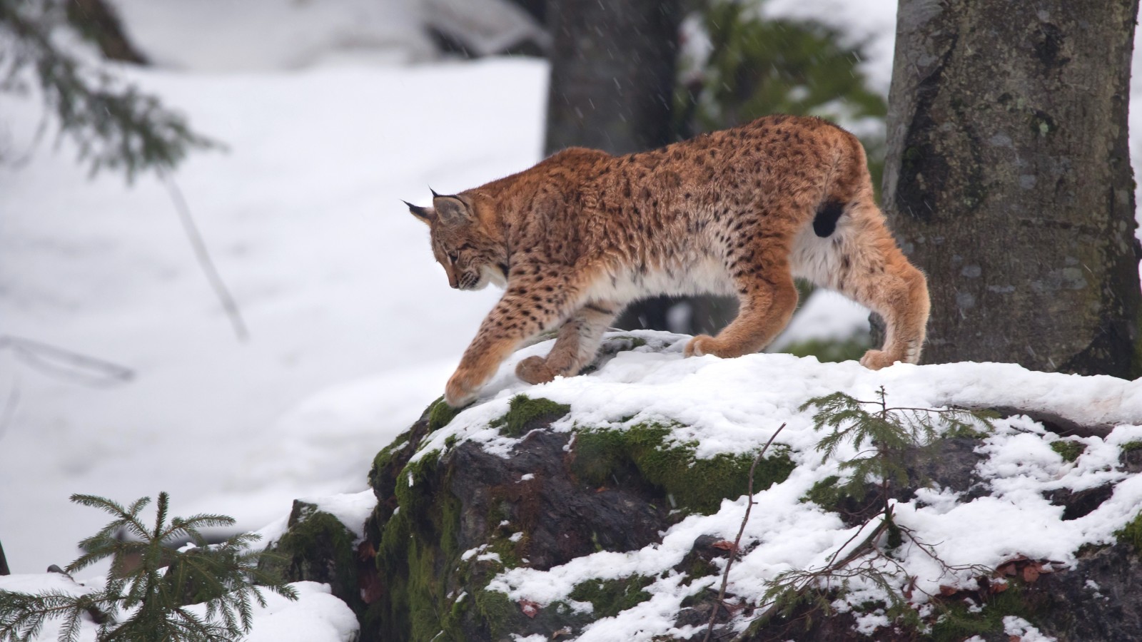 sneeuw, Woud, kat, winter, bomen, steen, lynx, dieren in het wild