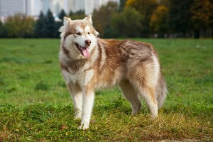 cachorro, cada, Malamute