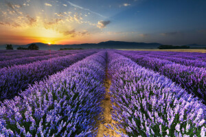 campo, lavanda, manhã