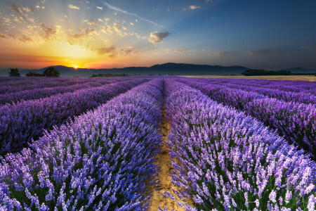 Feld, Lavendel, Morgen