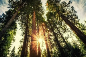 forest, Priroda, sunlight, sunset, trees