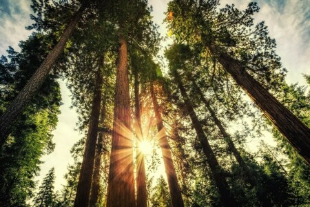 foresta, Priroda, luce del sole, tramonto, alberi