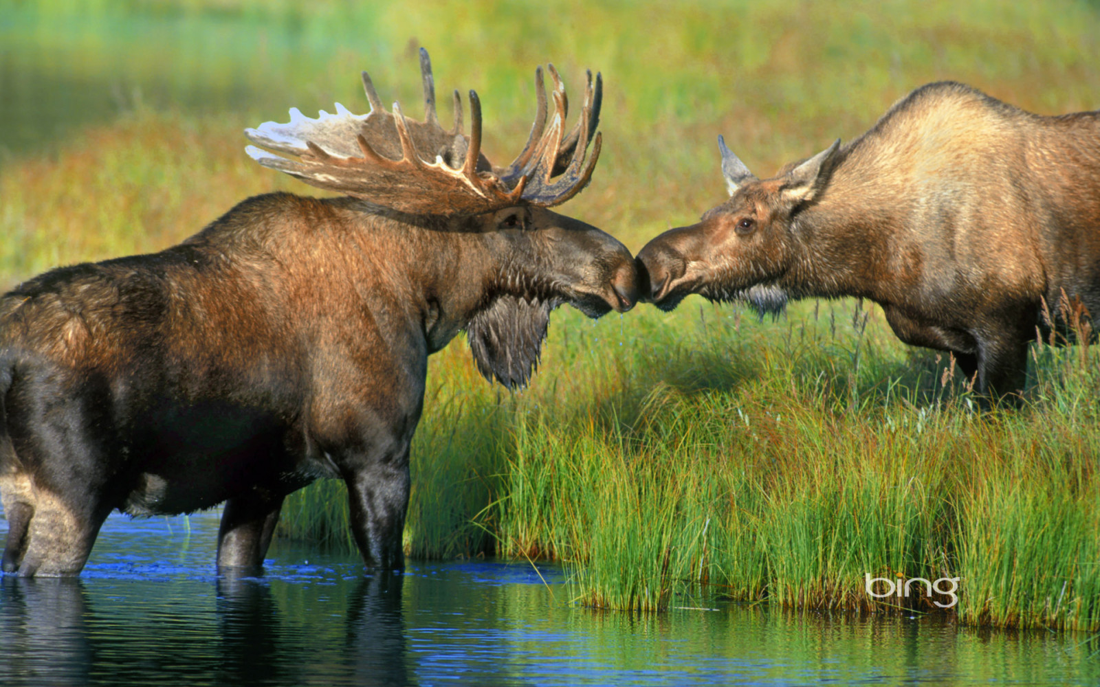 gras, rivier-, paar-, Verenigde Staten van Amerika, hoorns, eland, Alaska, Wonder Lake