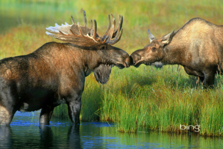 Alaska, grass, horns, moose, pair, river, USA, Wonder Lake