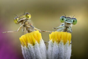 bakgrunn, insekter, natur