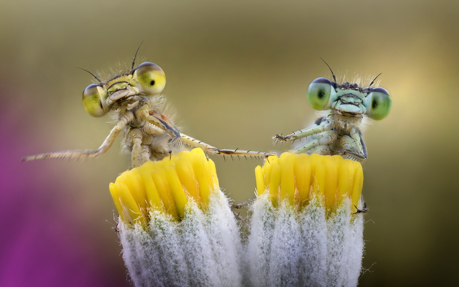 Natur, Hintergrund, Insekten