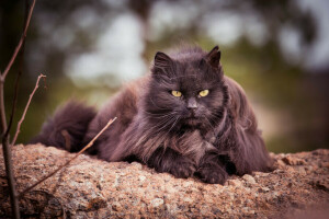 Katze, flauschige, aussehen