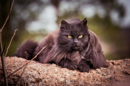 gato, fofo, Veja