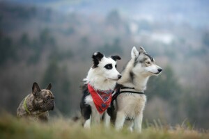 hunder, fransk bulldog, husky, border collie, Trinity, trio