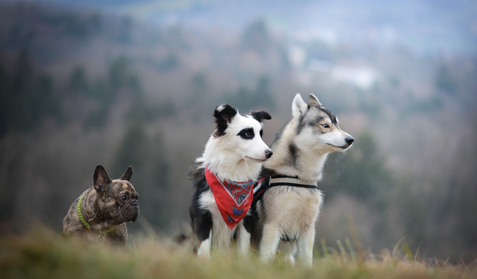 o border collie, trio, Trindade, cachorros, rouco, Bulldog francês