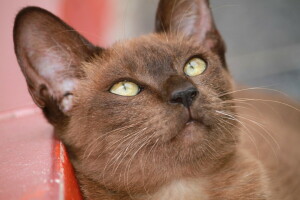 Birmânia, focinho, os birmaneses