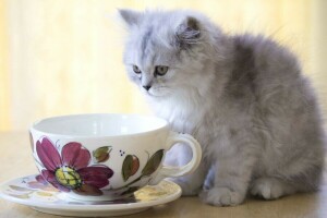 Cup, fluffy, kitty