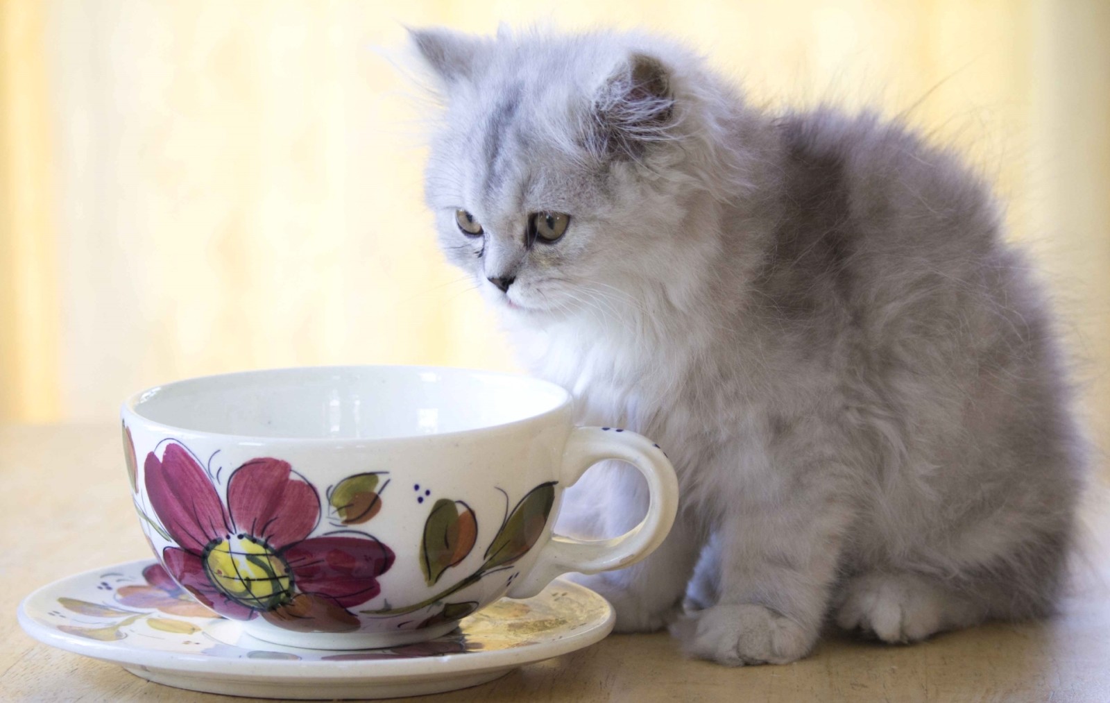 mullido, gatito, taza