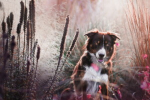 cane, ogni, Guarda