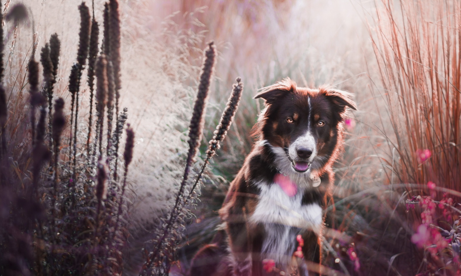 Guarda, cane, ogni