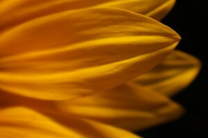 black background, flower, macro, petals, yellow