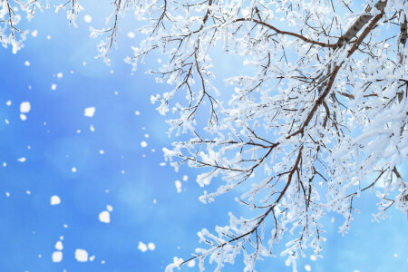 bleu, branches, éblouissement, neige, flocons de neige, Le ciel, hiver