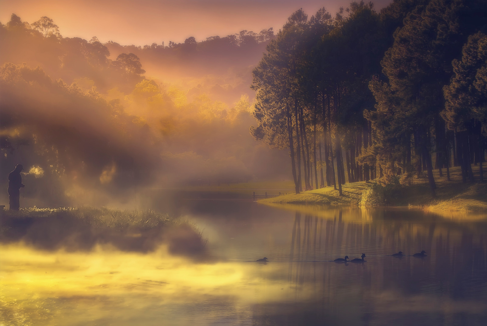 rivière, Matin, brouillard, brume, canard, pêcheur