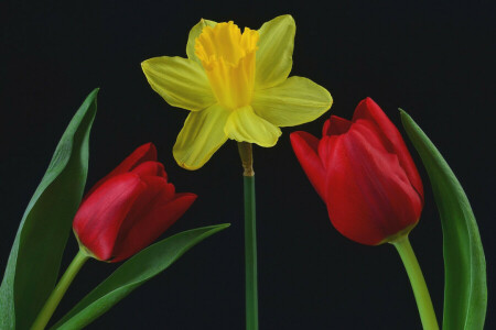 background, leaves, Narcissus, petals, Tulip