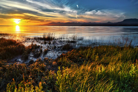 una bandada de pájaros, Canadá, costa, puesta de sol